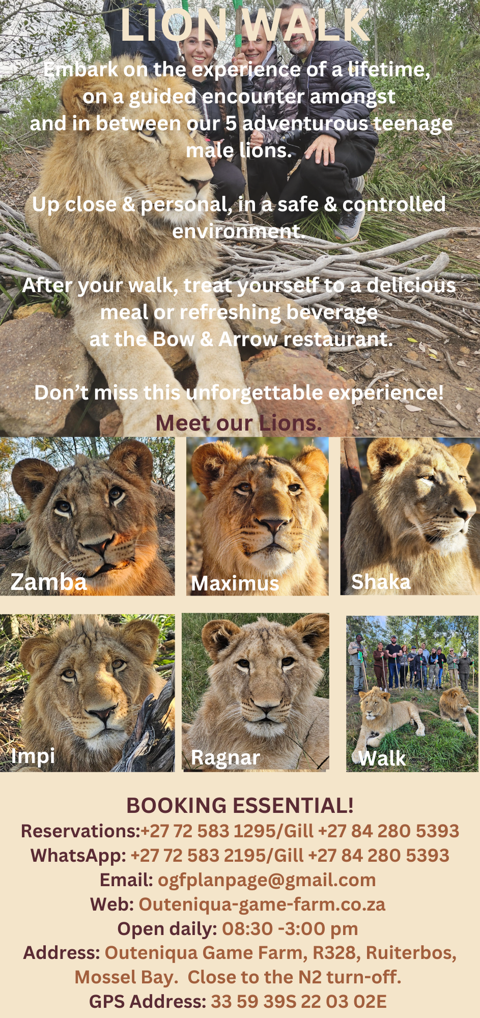 Walk With Lions Experience @ Outeniqua Game Farm, R328, Ruiterbos, Mossel Bay